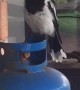Butcherbird Sings Beautiful Song