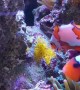 Clownfish Watches over Clutch of Eggs