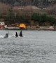 Orca Squad Swimming in Unison Near Ketchikan Bay