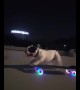 This amazing French Bulldog knows how to ride a skateboard