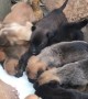 Pushy Puppies Want Their Milk
