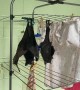 Bat Makes Itself Big