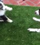 Excited Puppy Loses his Balance