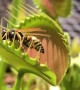 Venus Flytrap Devours Large Wasp