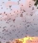 Flying Foxes Fill Evening Sky