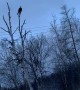 Eagle Picks Up a Pike