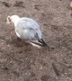 Saving a Seagull With a Fishing Hook Stuck in Its Foot