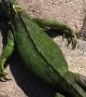 Warming up a Freezing Iguana