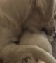 Golden Retriever preciously cuddles little puppy