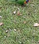 Meat Eating Lorikeets Steal Kookaburra's Meal