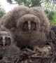 Owls in the Nest