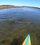 Dolphin Swims Into Stand-Up Paddleboarder