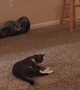 Cute Feline Loves Playing Fetch
