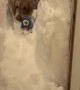 Dog Wades Through Deeps Snow to Retrieve Ball