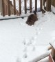 Cat Trying to Catch Snowballs
