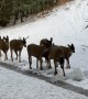 Herd of Kodiak Deer Congregate against the Cold