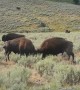 Male Bison Fighting in Yellowstone