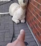 First-Person Alpaca Nose Boop