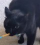Cat Plays Tug of War