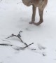 Two Legged Dog Takes a Stroll Through the Snow
