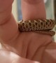 Happy Hognose Slithers Around Finger