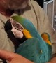 Man Gives His Macaws Goodnight Hugs and Kisses