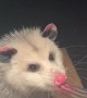 Possum Feasts on Jelly From a Fork