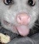 Opossum Dines on Doughnut