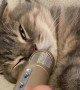 Snoring kitty makes hilarious sounds on the microphone