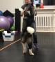 Sweet Dog Learns Dance Steps