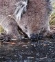 Wet Road Becomes Water Bowl for Thirsty Koala