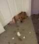 Guilty Golden Retriever chews gigantic hole in the door