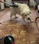 Golden Retriever Loves Getting Groomed