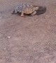 Tortoise and Corgi Playing Tag
