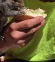 Squirrel Shares a Sandwich
