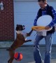 Boxer Loves to Play Basketball
