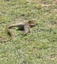 Snake and Lizard Duel under the Australian Sun