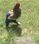Rooster in Pants Trots around Yard
