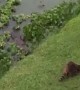 Raccoon Doesn't Want to Become Dinner