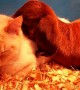 The Most Adorable Baby Goat and Farm Cat Snuggle