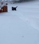 Doggo Dashes through the Snow