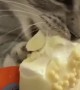 Cute Cat Consumes Ice Cream