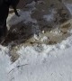 Determined dog is a snow removal expert, although it can take a while!