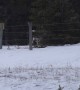 Bighorn Sheep Lamp Flips Through Fence