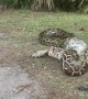 Florida Python Regurgitates a Wading Bird