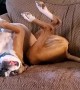 How to Fix an Upside Down Boxer