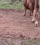 Pet Cows Playing Around