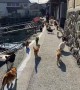 Clowder of Cats on Cat Island in Japan
