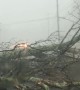 Tree Falls during Severe Storm