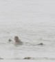 Seal Startles Surfer